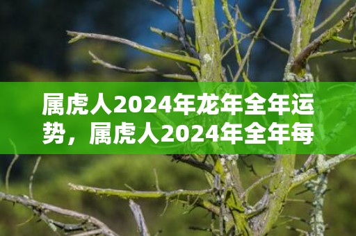 属虎人2024年龙年全年运势，属虎人2024年全年每月运程
