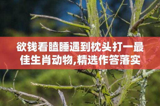 欲钱看瞌睡遇到枕头打一最佳生肖动物,精选作答落实