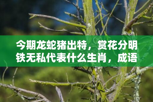 今期龙蛇猪出特，赏花分明铁无私代表什么生肖，成语解释落实插图