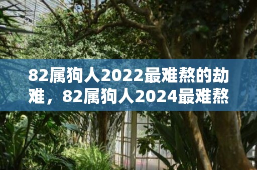 82属狗人2022最难熬的劫难，82属狗人2024最难熬的劫难