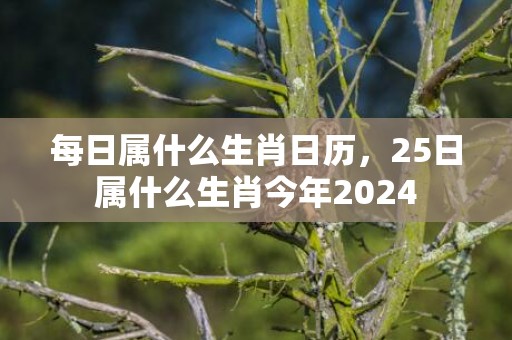 每日属什么生肖日历，25日属什么生肖今年2024