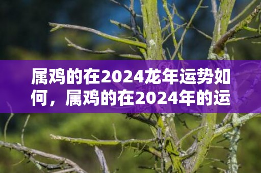 属鸡的在2024龙年运势如何，属鸡的在2024年的运程1969年