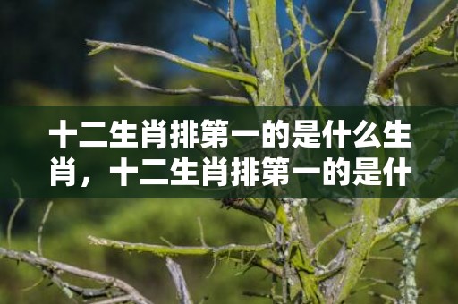 十二生肖排第一的是什么生肖，十二生肖排第一的是什么排最后的是什么