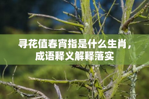 寻花值春宵指是什么生肖，成语释义解释落实