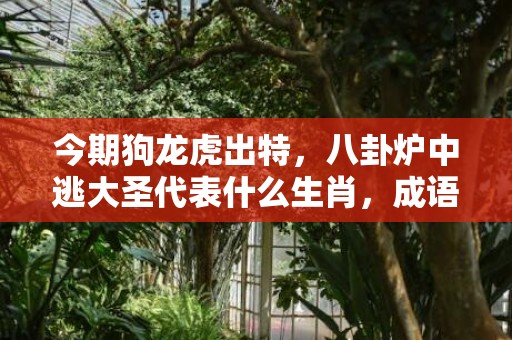 今期狗龙虎出特，八卦炉中逃大圣代表什么生肖，成语解释落实