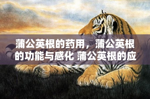 蒲公英根的药用，蒲公英根的功能与感化 蒲公英根的应用方式
