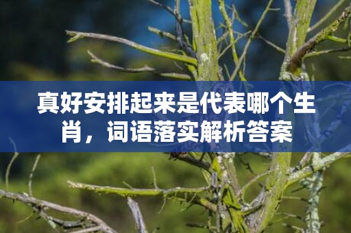 真好安排起来是代表哪个生肖，词语落实解析答案