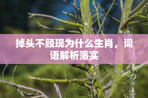掉头不顾现为什么生肖，词语解析落实