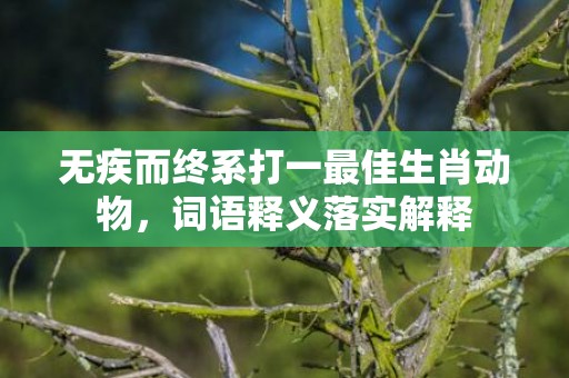 无疾而终系打一最佳生肖动物，词语释义落实解释