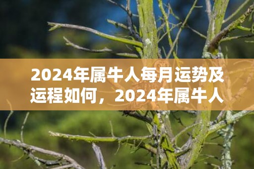 2024年属牛人每月运势及运程如何，2024年属牛人正缘是属什么的