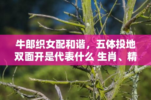 牛郎织女配和谐，五体投地双面开是代表什么 生肖、精准词语释义落实