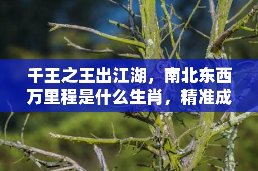 千王之王出江湖，南北东西万里程是什么生肖，精准成语释义落实