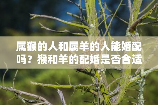 属猴的人和属羊的人能婚配吗？猴和羊的配婚是否合适？
