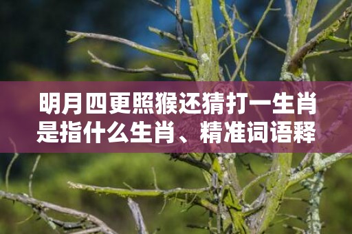 明月四更照猴还猜打一生肖是指什么生肖、精准词语释义落实