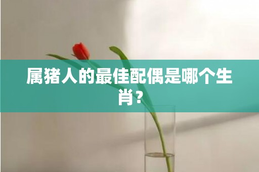 属猪人的最佳配偶是哪个生肖？