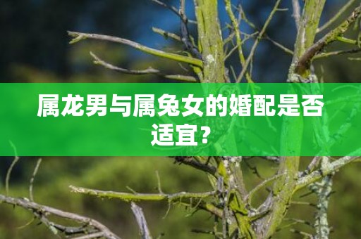 属龙男与属兔女的婚配是否适宜？
