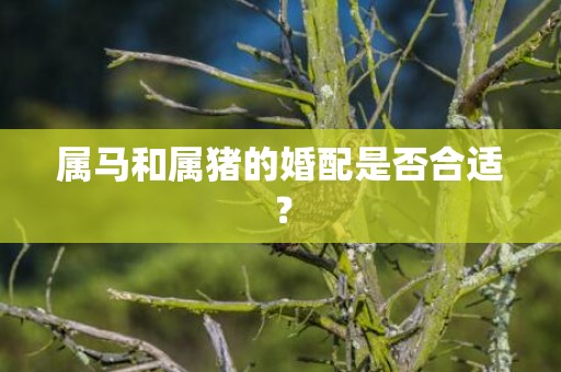 属马和属猪的婚配是否合适？