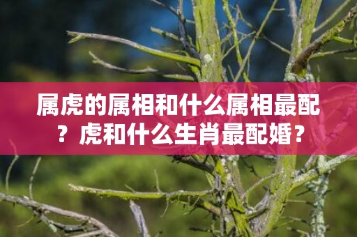 属虎的属相和什么属相最配？虎和什么生肖最配婚？