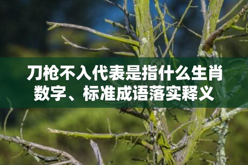 刀枪不入代表是指什么生肖数字、标准成语落实释义