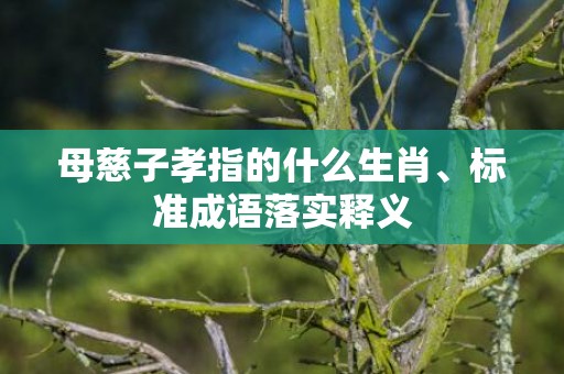母慈子孝指的什么生肖、标准成语落实释义