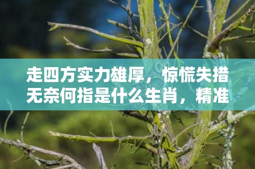走四方实力雄厚，惊慌失措无奈何指是什么生肖，精准词语释义落实