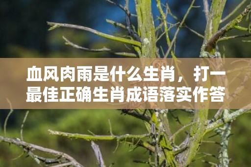 血风肉雨是什么生肖，打一最佳正确生肖成语落实作答释义