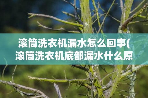 滚筒洗衣机漏水怎么回事(滚筒洗衣机底部漏水什么原因)