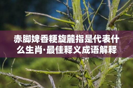 赤脚婢香粳旋麓指是代表什么生肖·最佳释义成语解释最佳答