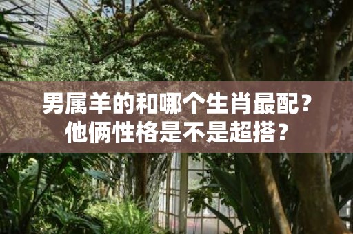 男属羊的和哪个生肖最配？他俩性格是不是超搭？