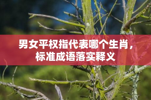 男女平权指代表哪个生肖，标准成语落实释义