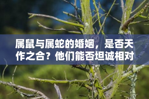 属鼠与属蛇的婚姻，是否天作之合？他们能否坦诚相对，共度一生？