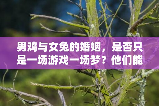 男鸡与女兔的婚姻，是否只是一场游戏一场梦？他们能否长久维持？