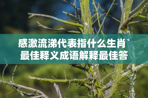 感激流涕代表指什么生肖`最佳释义成语解释最佳答