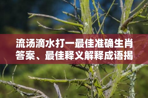 流汤滴水打一最佳准确生肖答案、最佳释义解释成语揭晓