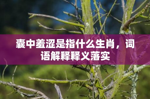 囊中羞涩是指什么生肖，词语解释释义落实
