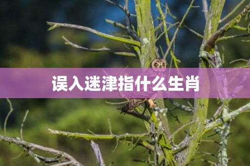 误入迷津指什么生肖
