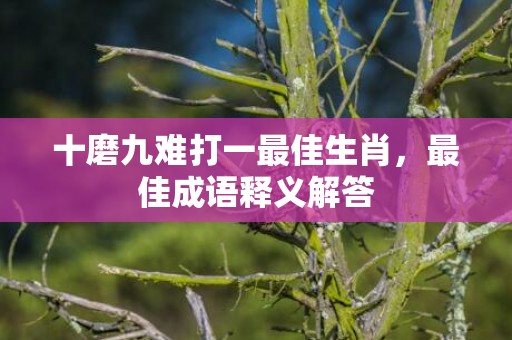 十磨九难打一最佳生肖，最佳成语释义解答
