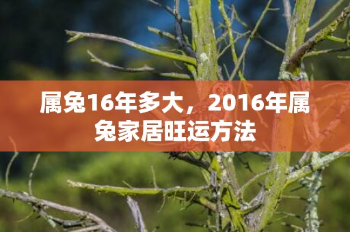 属兔16年多大，2016年属兔家居旺运方法