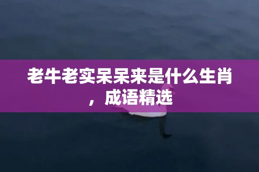 老牛老实呆呆来是什么生肖，成语精选