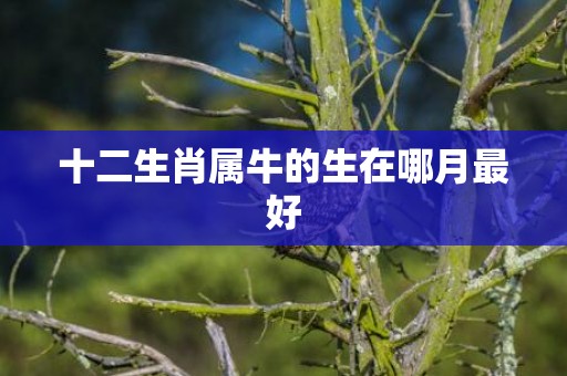 十二生肖属牛的生在哪月最好