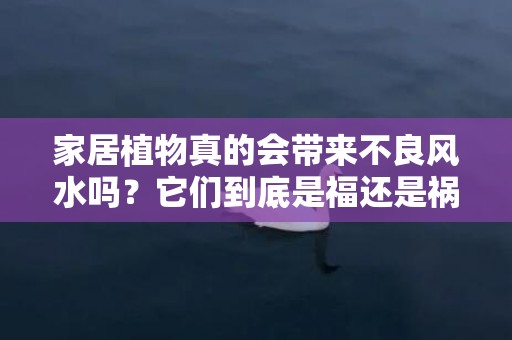 家居植物真的会带来不良风水吗？它们到底是福还是祸？