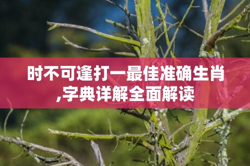 时不可逢打一最佳准确生肖,字典详解全面解读