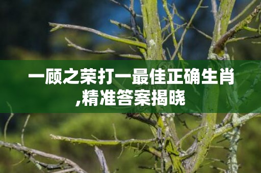 一顾之荣打一最佳正确生肖,精准答案揭晓