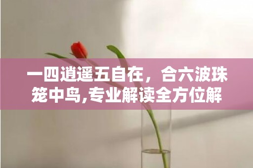 一四逍遥五自在，合六波珠笼中鸟,专业解读全方位解析