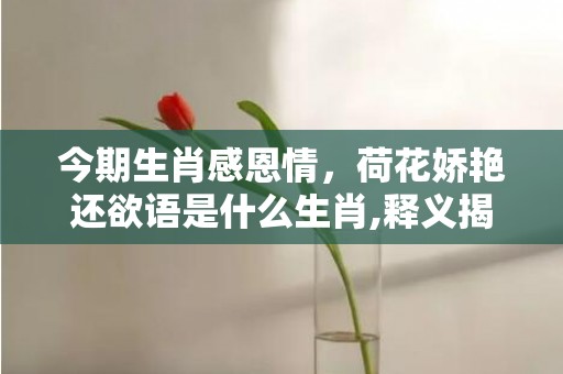 今期生肖感恩情，荷花娇艳还欲语是什么生肖,释义揭晓最准答案
