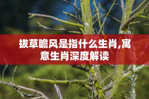拔草瞻风是指什么生肖,寓意生肖深度解读