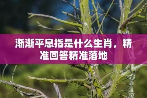 渐渐平息指是什么生肖，精准回答精准落地