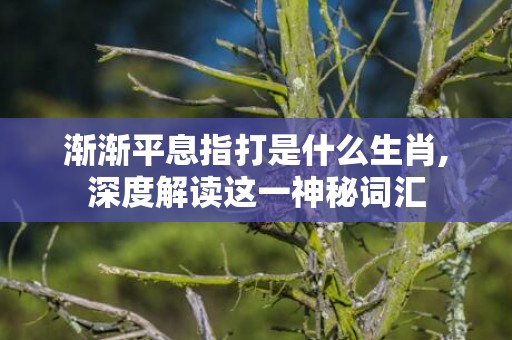 渐渐平息指打是什么生肖,深度解读这一神秘词汇