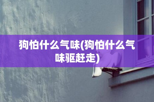 狗怕什么气味(狗怕什么气味驱赶走)