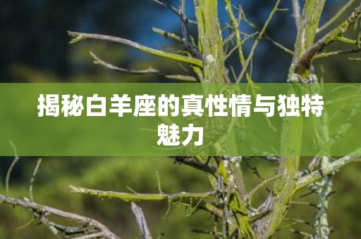 揭秘白羊座的真性情与独特魅力